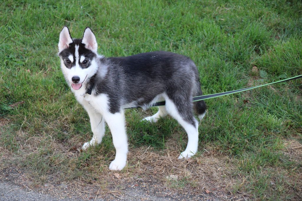 Des Legendes Du Triskel - Chiots disponibles - Siberian Husky