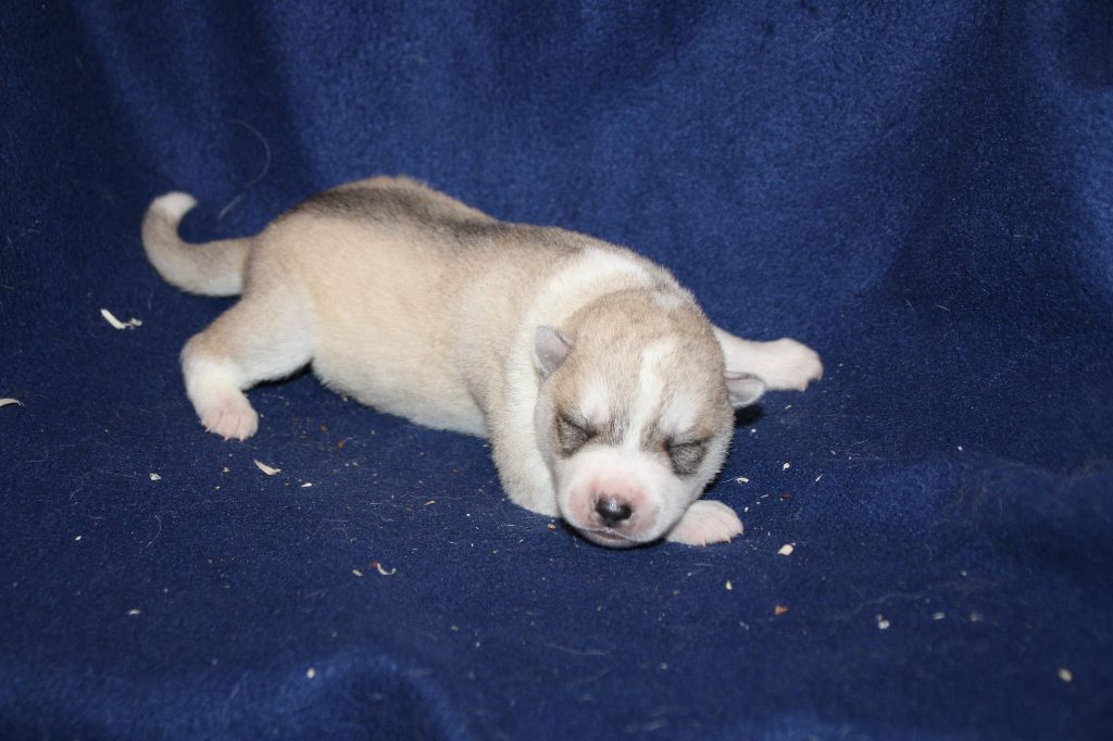 Des Legendes Du Triskel - Chiots disponibles - Siberian Husky