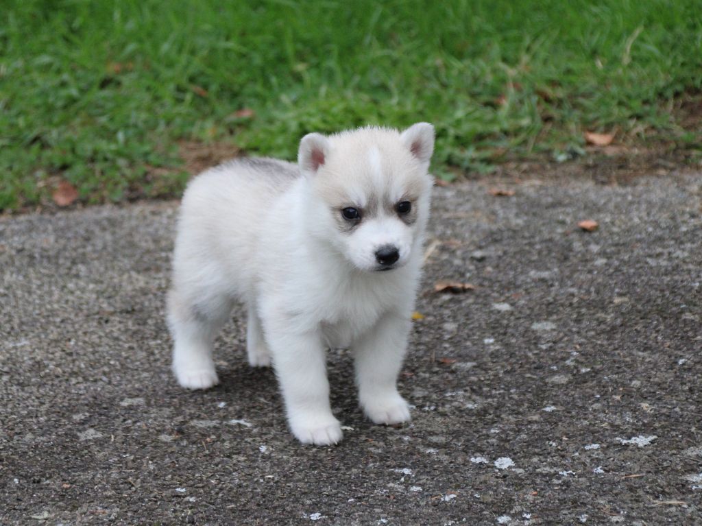 Des Legendes Du Triskel - Chiots disponibles - Siberian Husky