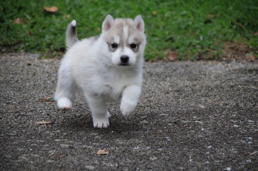 Des Legendes Du Triskel - Chiots disponibles - Siberian Husky