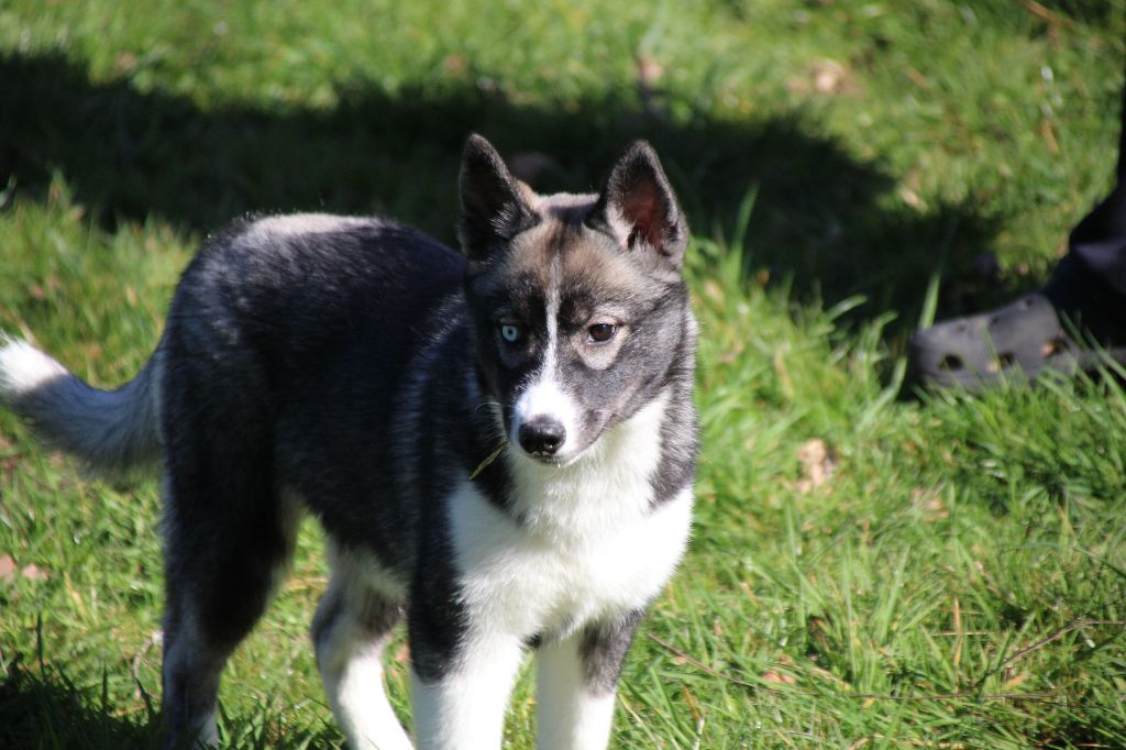 Des Legendes Du Triskel - Chiots disponibles - Siberian Husky