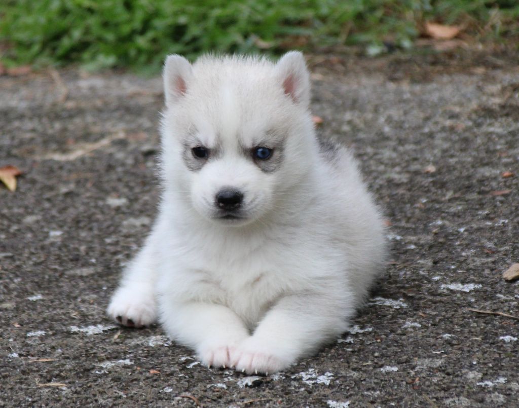 Des Legendes Du Triskel - Chiots disponibles - Siberian Husky