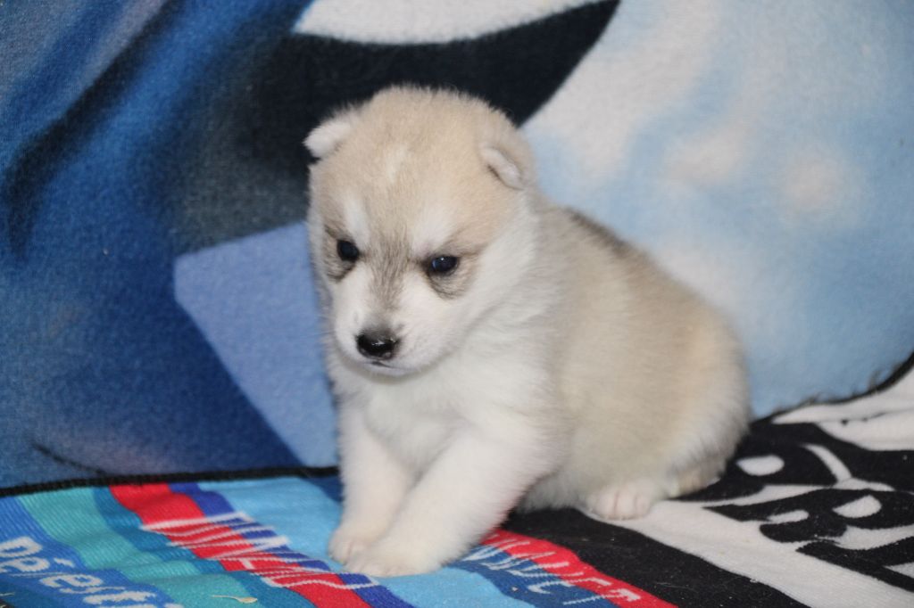Des Legendes Du Triskel - Chiots disponibles - Siberian Husky