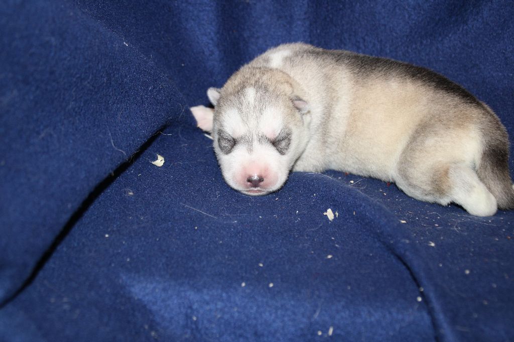 Des Legendes Du Triskel - Chiots disponibles - Siberian Husky