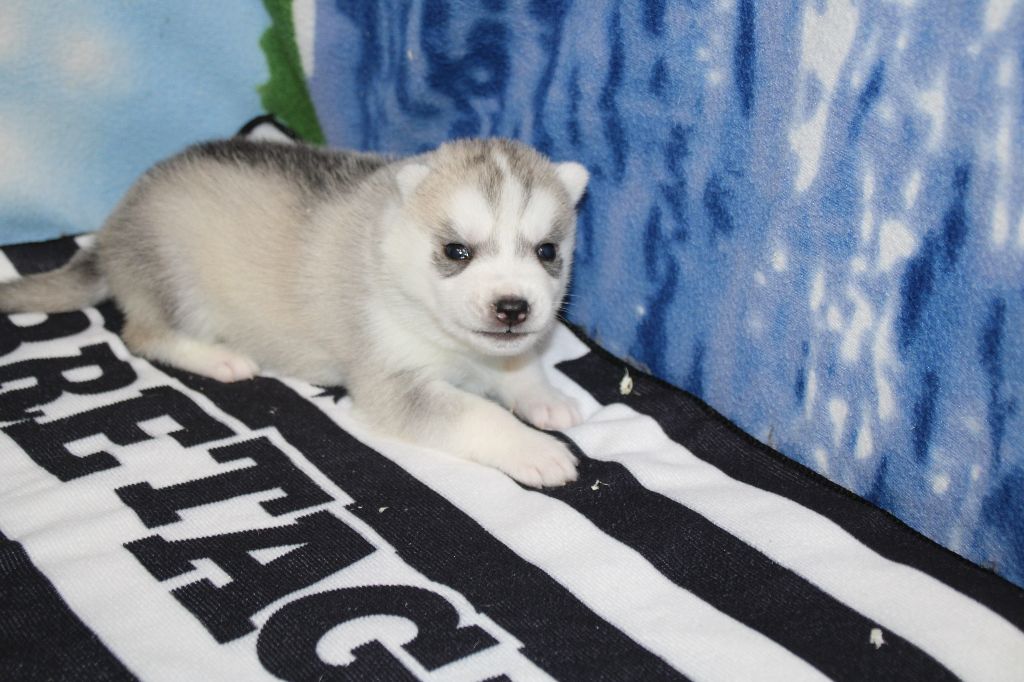 Des Legendes Du Triskel - Chiots disponibles - Siberian Husky