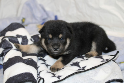 Chiot N°5