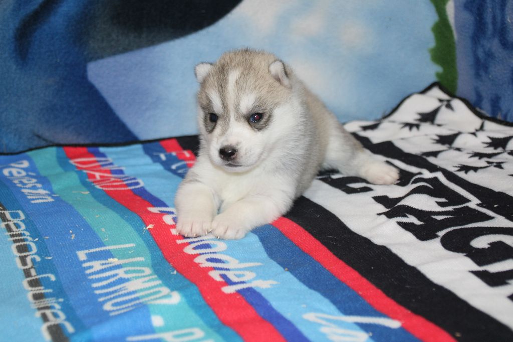 Des Legendes Du Triskel - Chiots disponibles - Siberian Husky