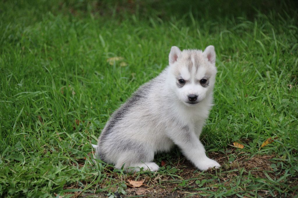 Des Legendes Du Triskel - Chiots disponibles - Siberian Husky