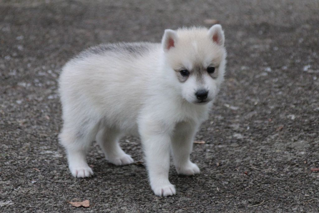 Des Legendes Du Triskel - Chiots disponibles - Siberian Husky
