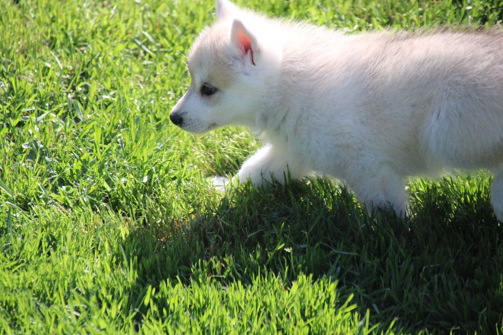 Des Legendes Du Triskel - Chiots disponibles - Siberian Husky