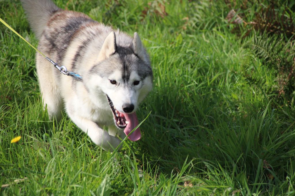 Des Legendes Du Triskel - Chiots disponibles - Siberian Husky