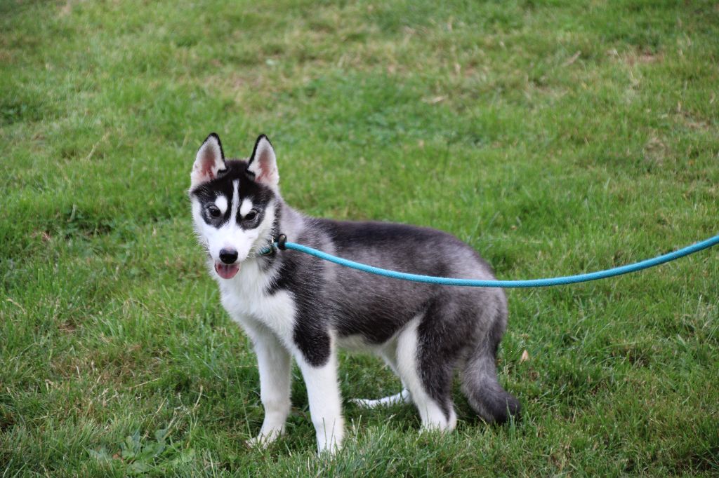 Des Legendes Du Triskel - Chiots disponibles - Siberian Husky