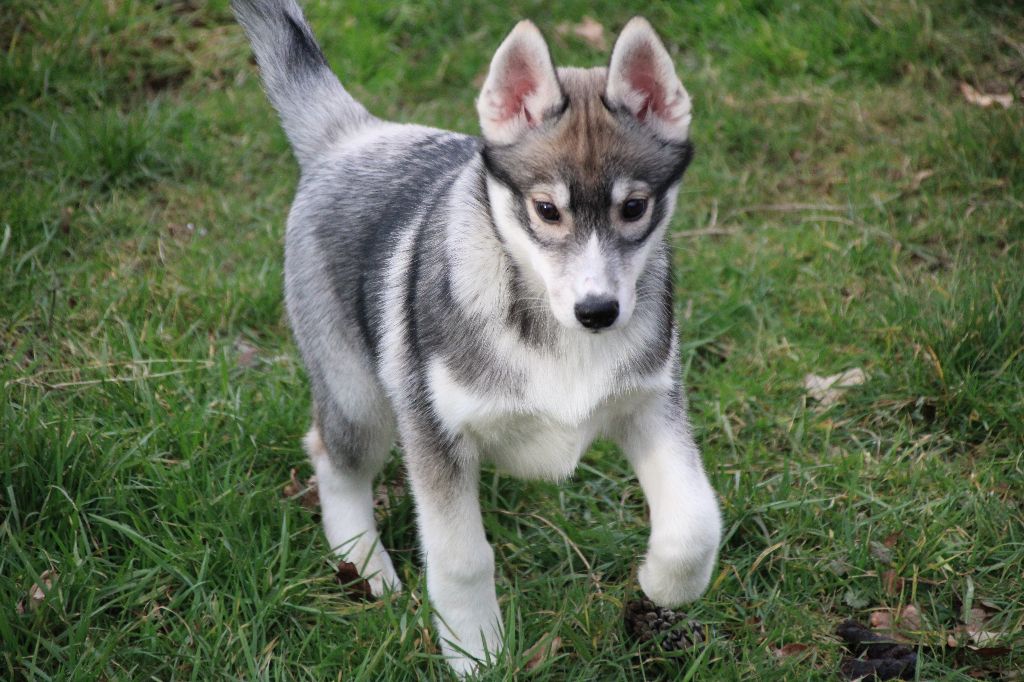 Des Legendes Du Triskel - Chiots disponibles - Siberian Husky