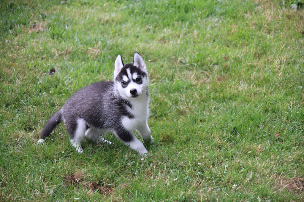 Des Legendes Du Triskel - Chiots disponibles - Siberian Husky