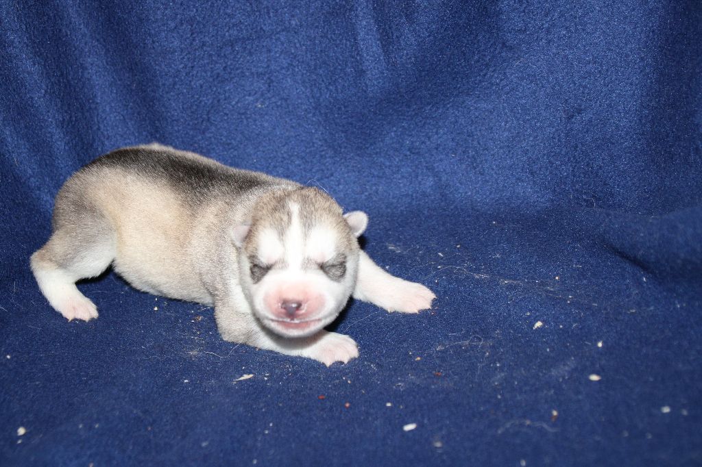 Des Legendes Du Triskel - Chiots disponibles - Siberian Husky