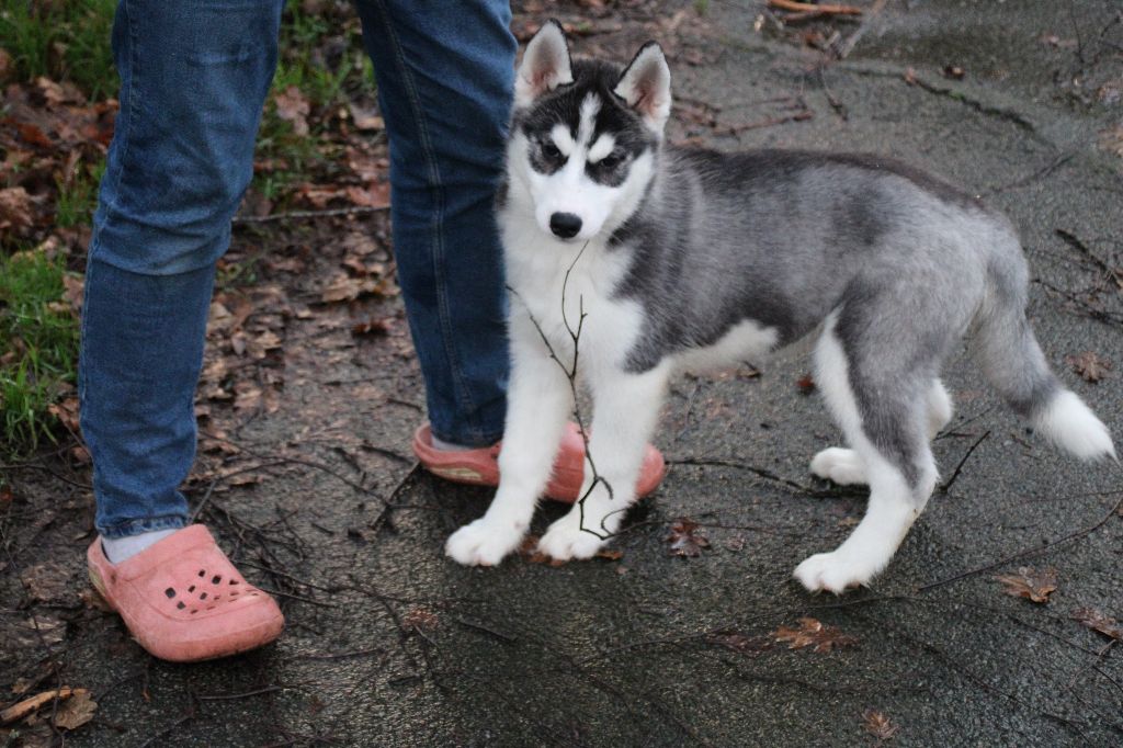 CHIOT 2