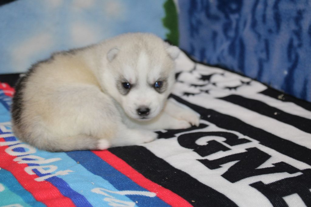 Des Legendes Du Triskel - Chiots disponibles - Siberian Husky