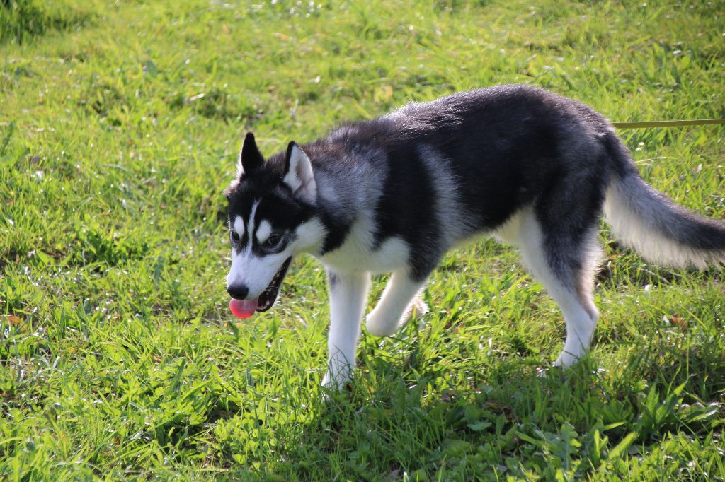 Des Legendes Du Triskel - Chiots disponibles - Siberian Husky