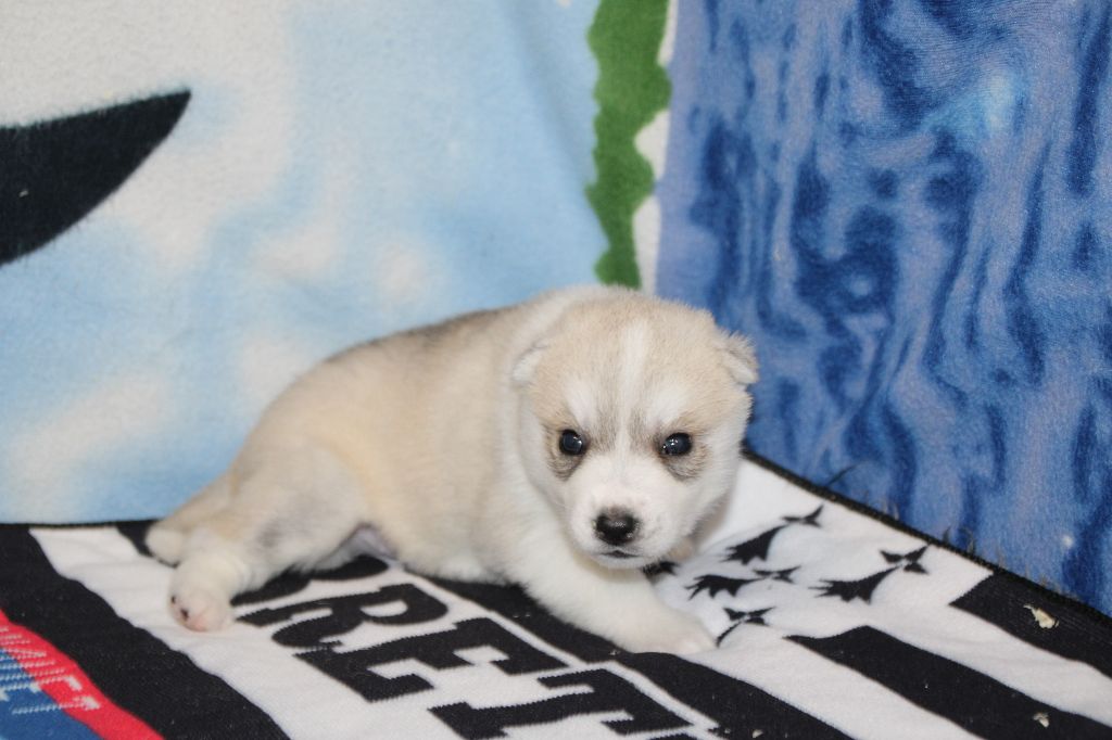 Des Legendes Du Triskel - Chiots disponibles - Siberian Husky