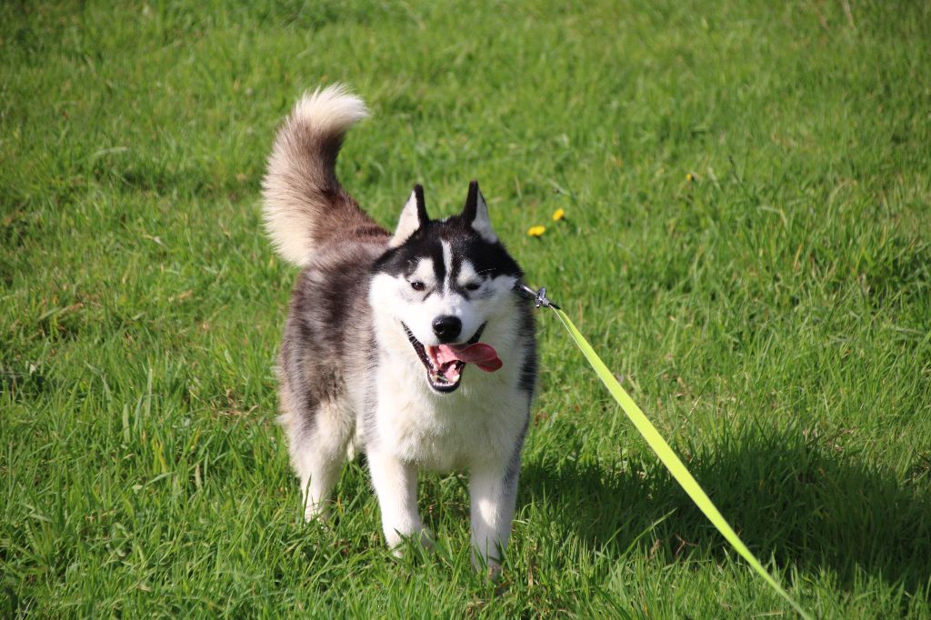 Des Legendes Du Triskel - Chiots disponibles - Siberian Husky