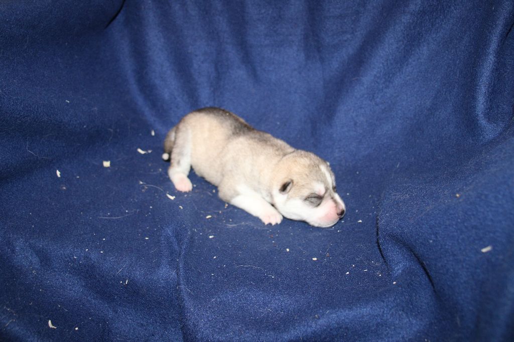 Des Legendes Du Triskel - Chiots disponibles - Siberian Husky